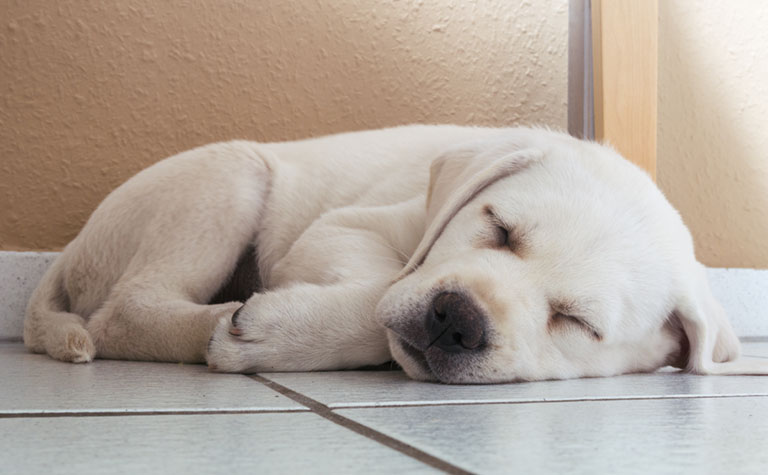 Hundewelpe liegt auf dem Fliesenboden